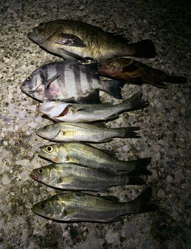 釣果