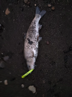 ウグイの釣果