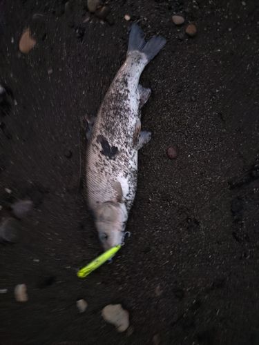 ウグイの釣果