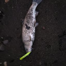 ウグイ