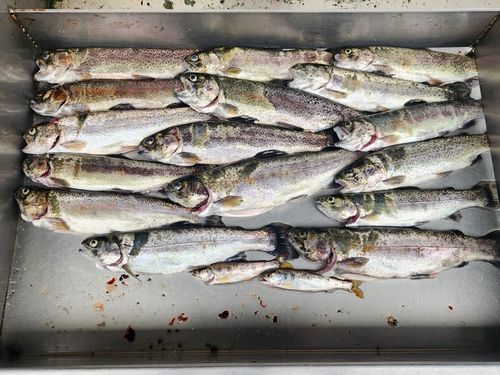 ニジマスの釣果