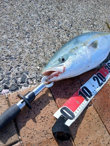 ヤズの釣果