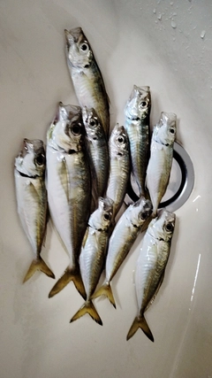 アジの釣果