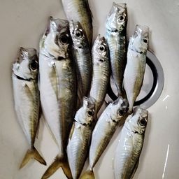 アジ