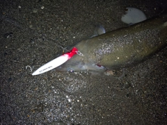 ウグイの釣果