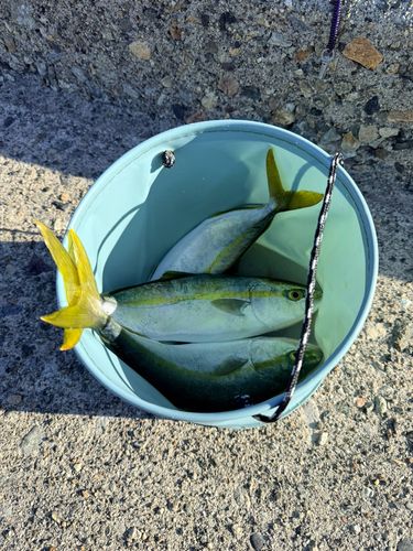 フクラギの釣果