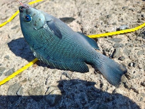 グレの釣果