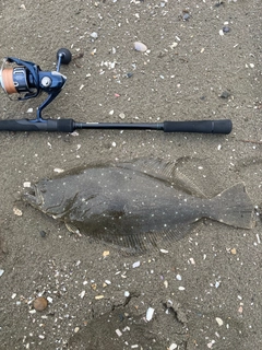 ヒラメの釣果
