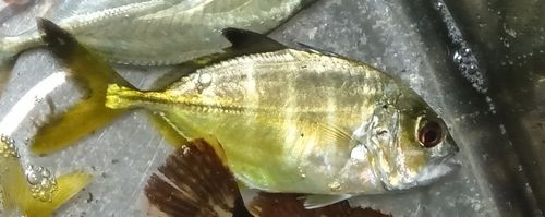 メッキの釣果