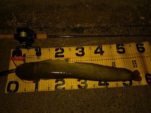 ニホンナマズの釣果