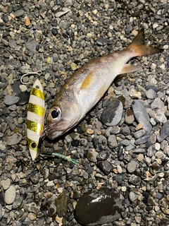 クロムツの釣果
