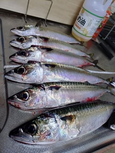 サバの釣果