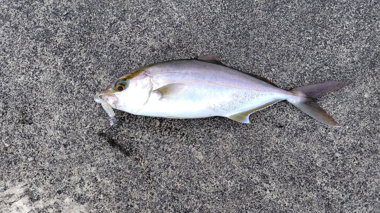 カンパチ
