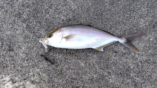 カンパチの釣果