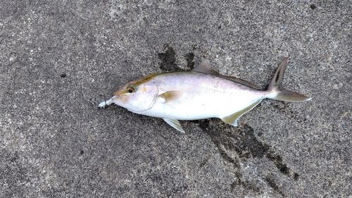カンパチの釣果