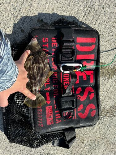 カワハギの釣果