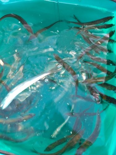サヨリの釣果