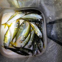 アジ