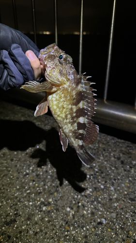 カサゴの釣果