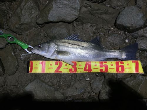 スズキの釣果