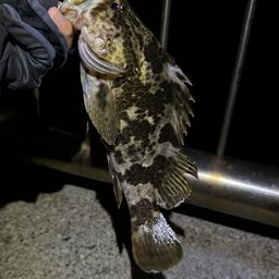 タケノコメバル
