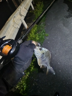 キビレの釣果