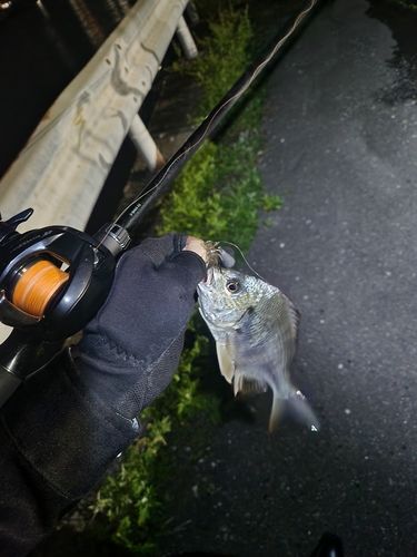 キビレの釣果