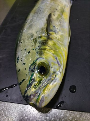 シイラの釣果