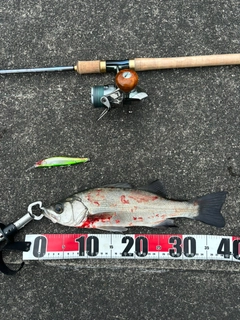 セイゴ（ヒラスズキ）の釣果