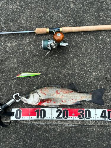 セイゴ（ヒラスズキ）の釣果