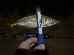 マアジの釣果