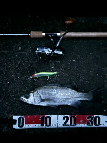 セイゴ（ヒラスズキ）の釣果