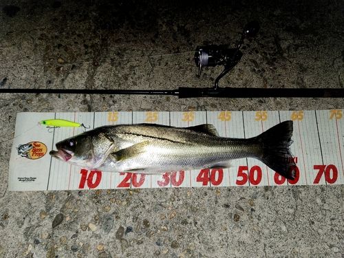 シーバスの釣果