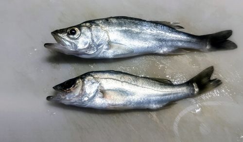 碧南海釣り公園