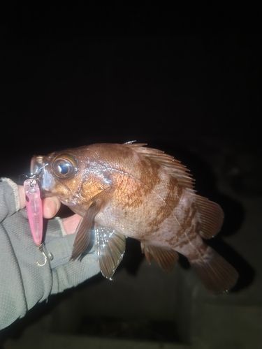 メバルの釣果