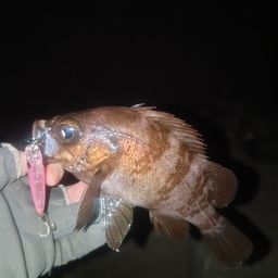 メバル