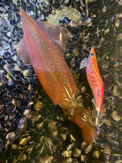 ヤリイカの釣果