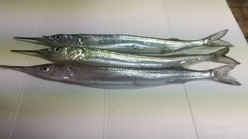 衣浦湾