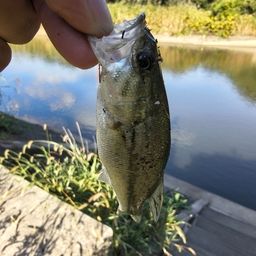 ラージマウスバス