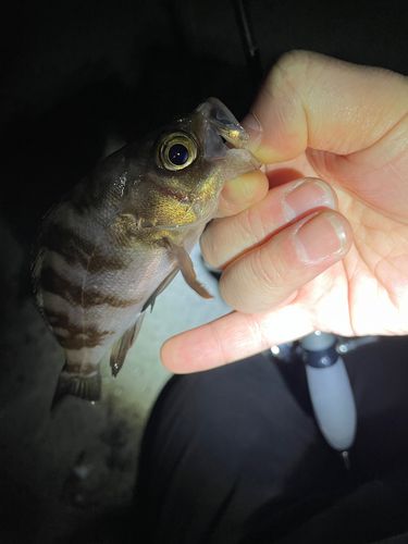 メバルの釣果
