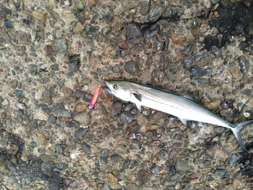 サゴシの釣果
