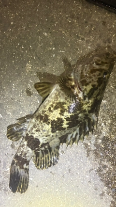 タケノコメバルの釣果