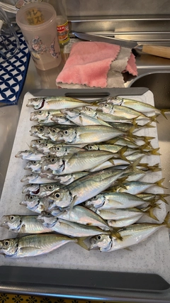 アジの釣果