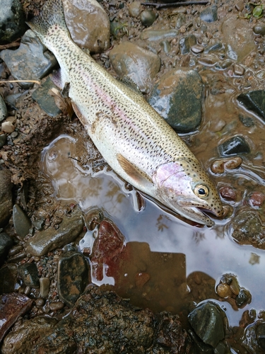 ニジマスの釣果