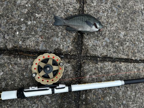 メジナの釣果