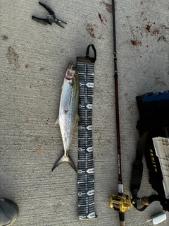 サゴシの釣果