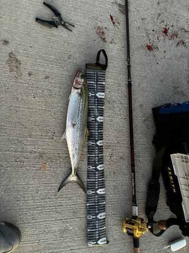 サゴシの釣果