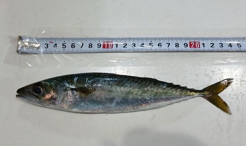豊浜漁港