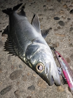 セイゴ(ヒラスズキ)の釣果