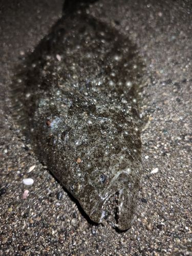 ソゲの釣果